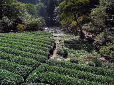有東木の茶畑と山葵畑