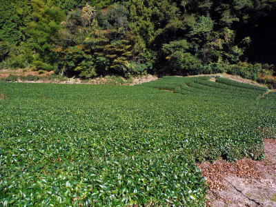 静岡の茶畑