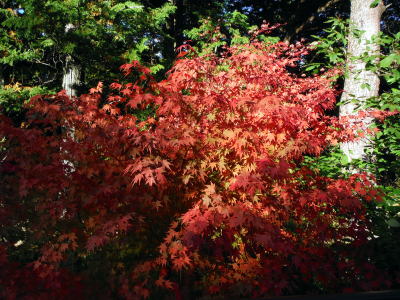 樹海の紅葉