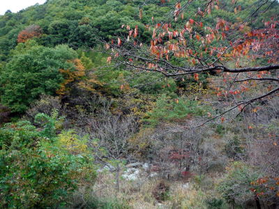 秋の天目山