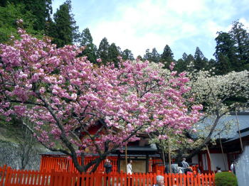 金櫻神社2017