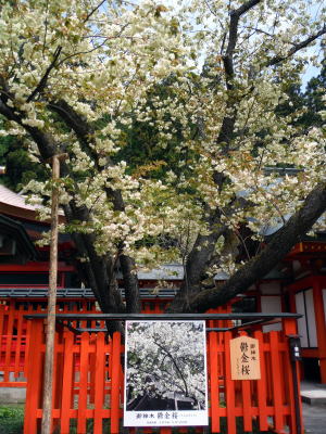 鬱金の桜