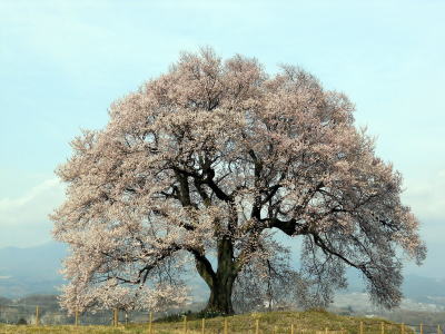 わに塚の桜