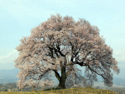 わに塚の桜