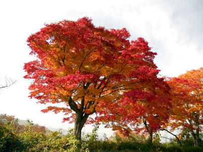 高遠城の紅葉