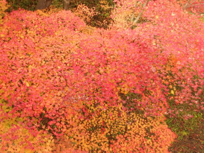 高遠城の紅葉