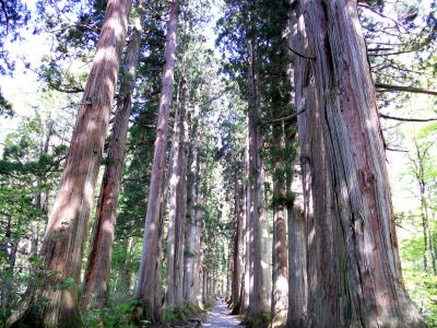 戸隠神社杉並木