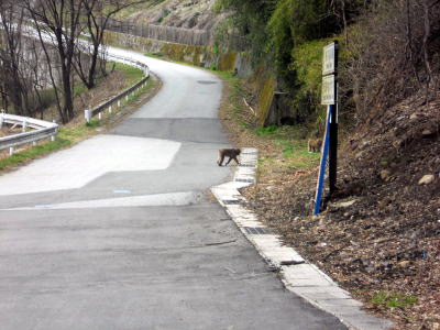 山梨では歩道に猿が出る