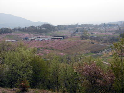 新府城から見る甲府盆地