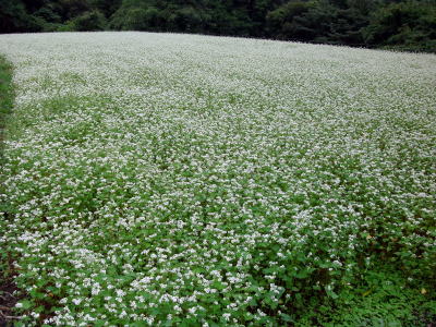 蕎麦畑