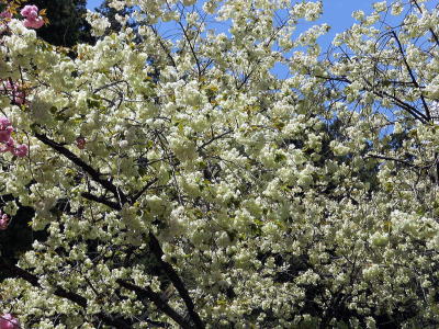 鬱金の桜